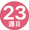 23週間