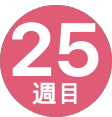 25週間