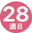 28週間