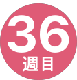 36週間