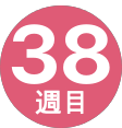38週間